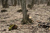 В Ставрополья спиленные деревья нашли в районе Холодных родников. 