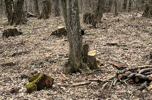 В Ставрополья спиленные деревья нашли в районе Холодных родников. 