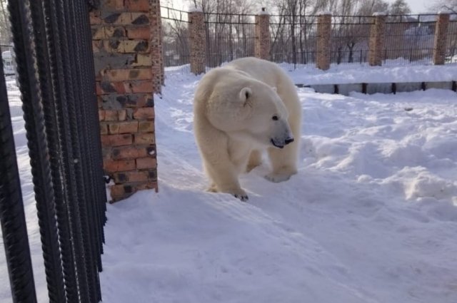 Совсем недавно в Большеречье отмечали День полярного медведя. Забава была звездой дня. 