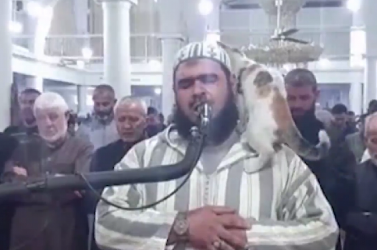 В ДУМ прокомментировали видео с котом в алжирской мечети