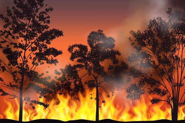 В Оренбууржье выявлены нарушения соблюдения пожарной безопасности на лесных объектах