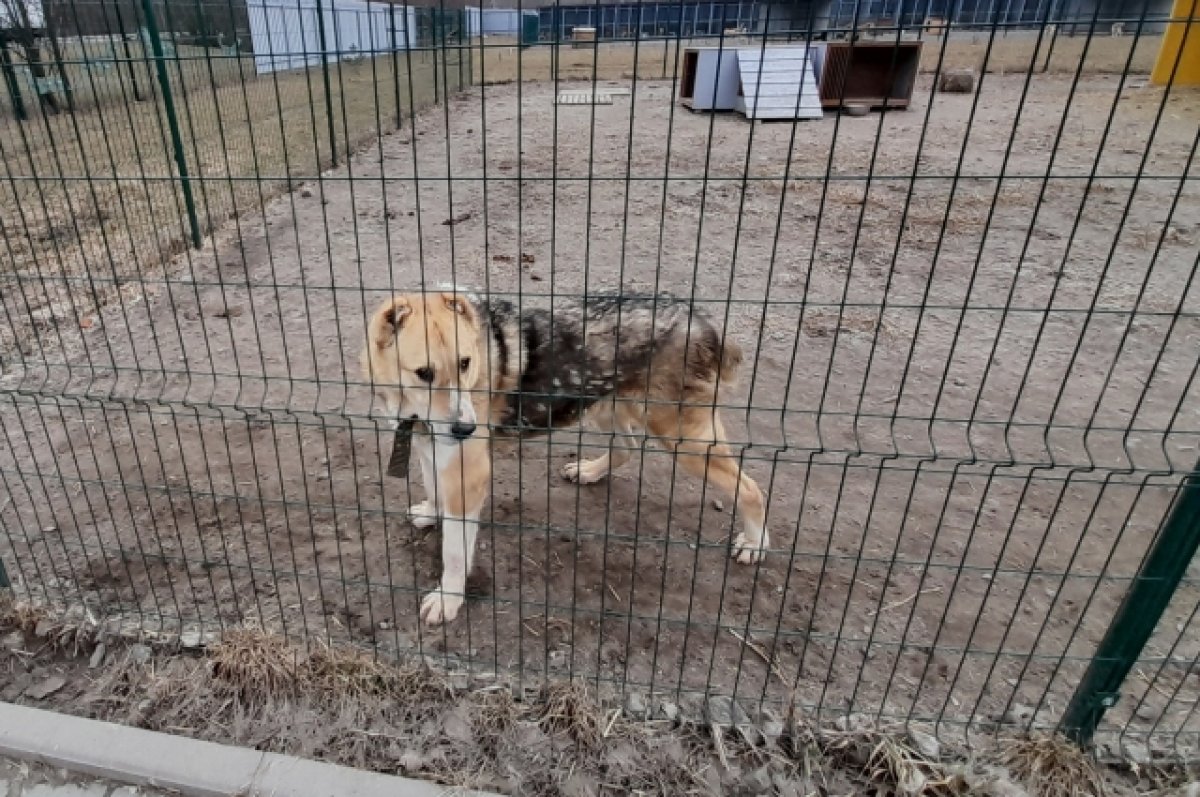 В Строителе Белгородской области в конце апреля откроют приют для животных  | АиФ Белгород