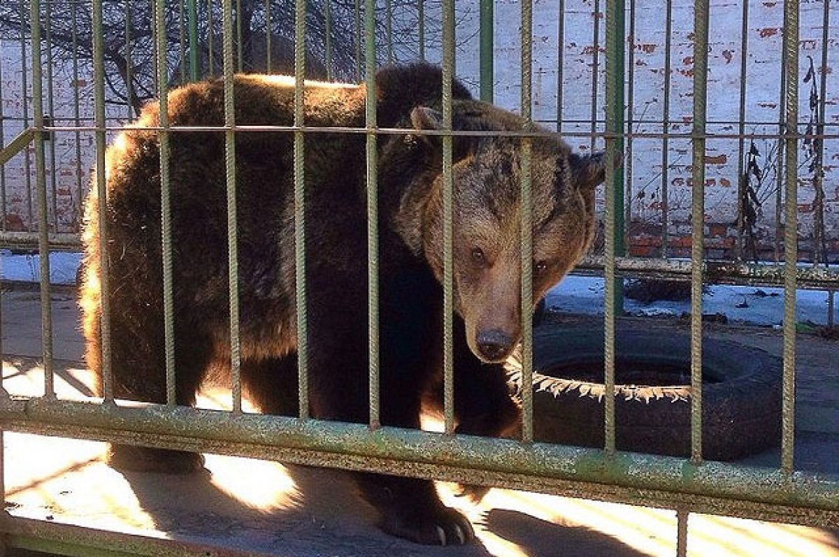 Ярославский музей-заповедник отправляет 35-летнюю медведицу Машу на пенсию  | АиФ Ярославль