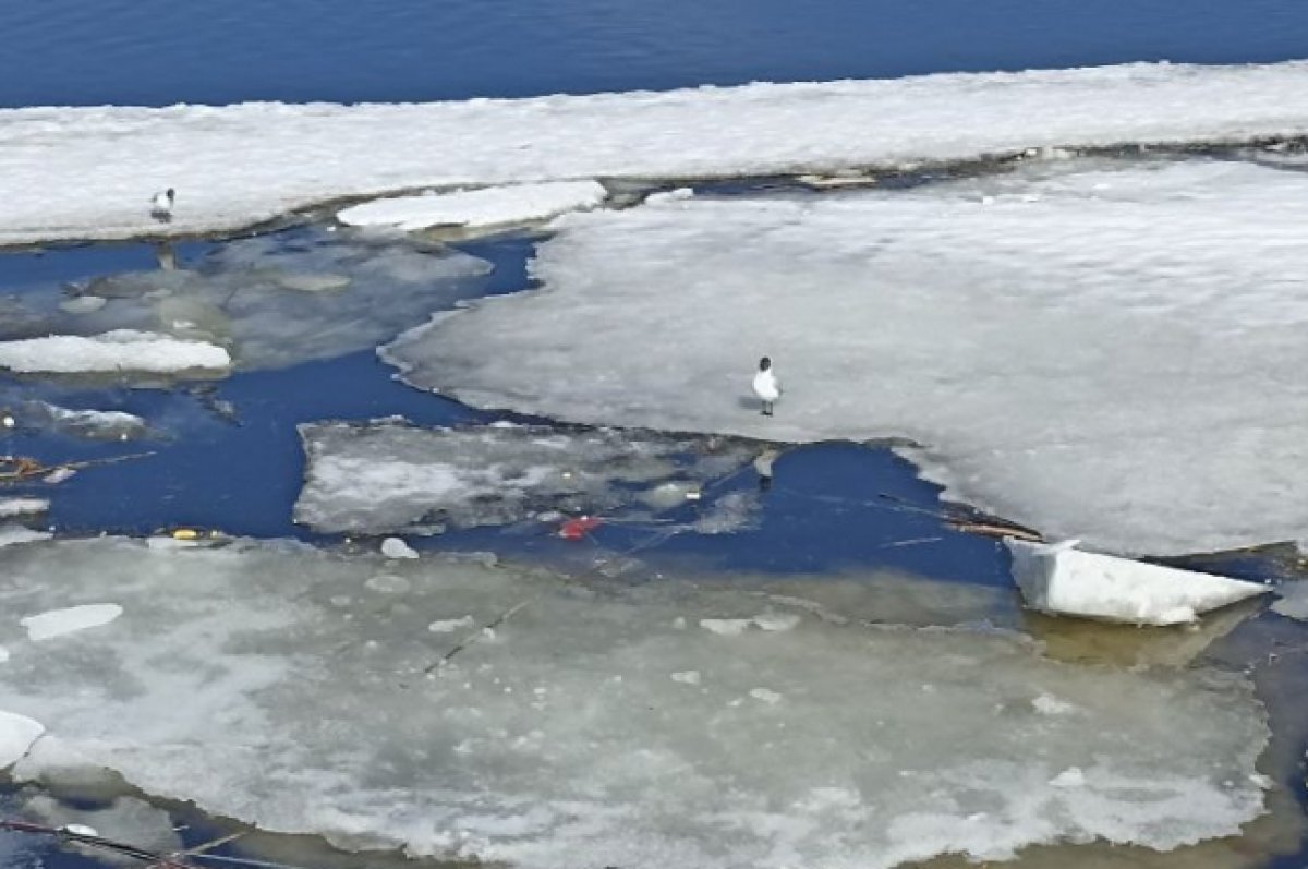 Запрет выхода на лед рыбинское водохранилище. Весенний лед. Непрочный лед. Кромка льда.