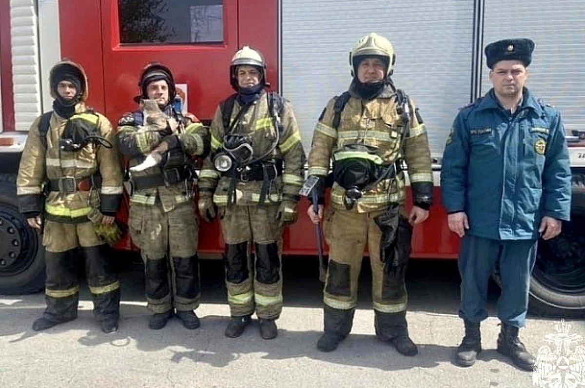 В Волгодонске пожарные из горящей квартиры спасли двух кошек