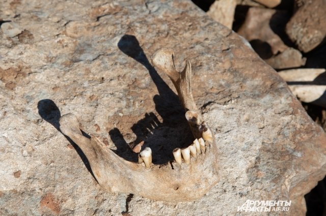 Жители находят черепа на берегу Камы.