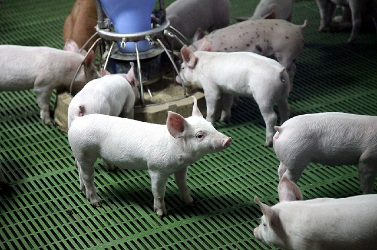 В России проверят производителей мяса из-за африканской чумы свиней