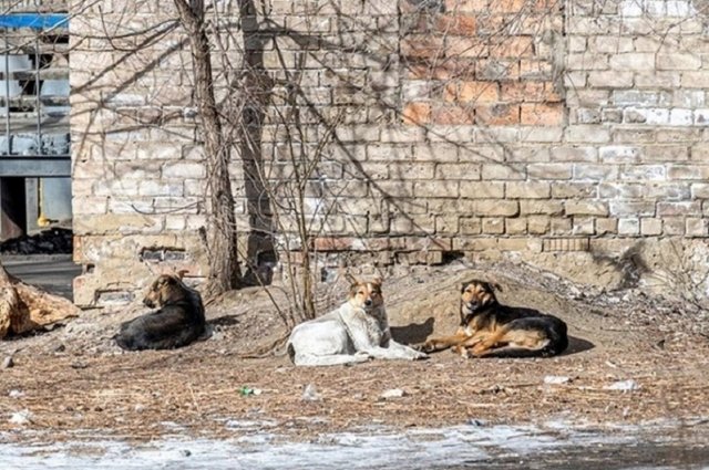 Депутаты областного парламента предложили не возвращать собак на прежнее место после стерилизации.