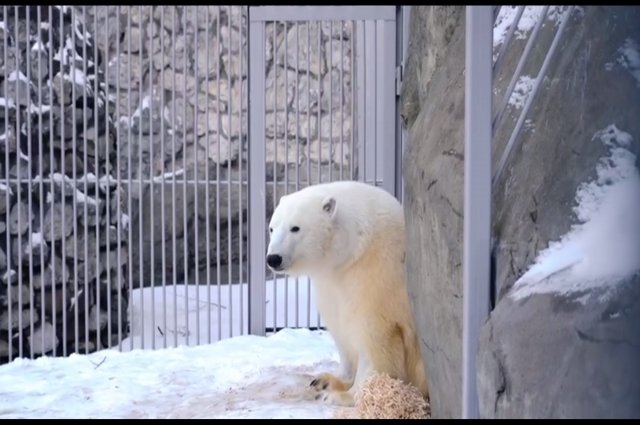 Новым видео с Диксоном поделилась директор Московского зоопарка Светлана Акулова.