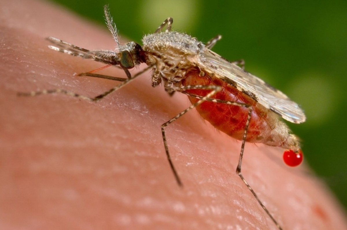 На Дону выявлен первый в 2023 году случай заражения тропической малярией