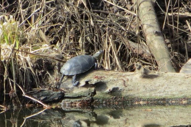 Перезимовали: в Бузулукском бору проснулись болотные черепахи.