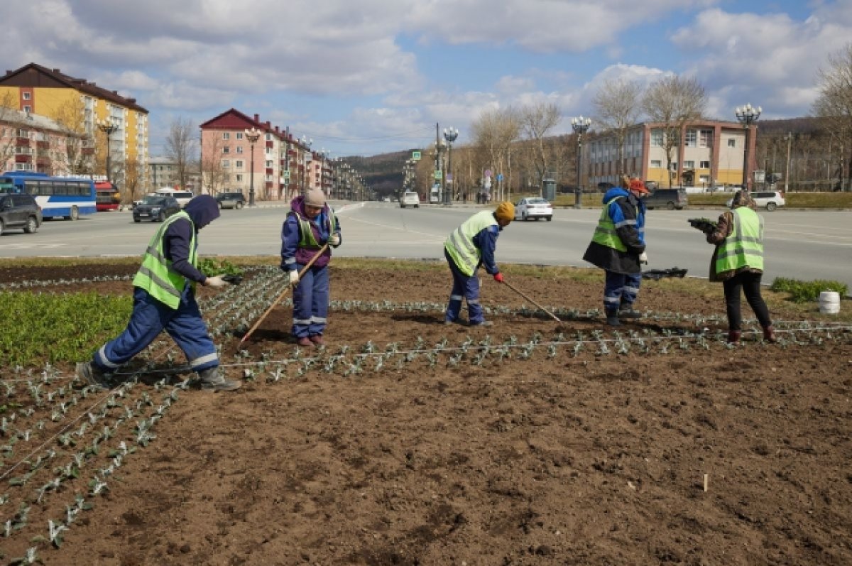 Мбу зеленый город. Клумбы Южно-Сахалинска. Озеленение города. Благоустройство. Высадка цветов на клумбы.