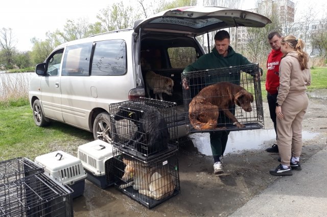 15 стерилизованных собак вернулись в четыре микрорайона г. Майкопа.