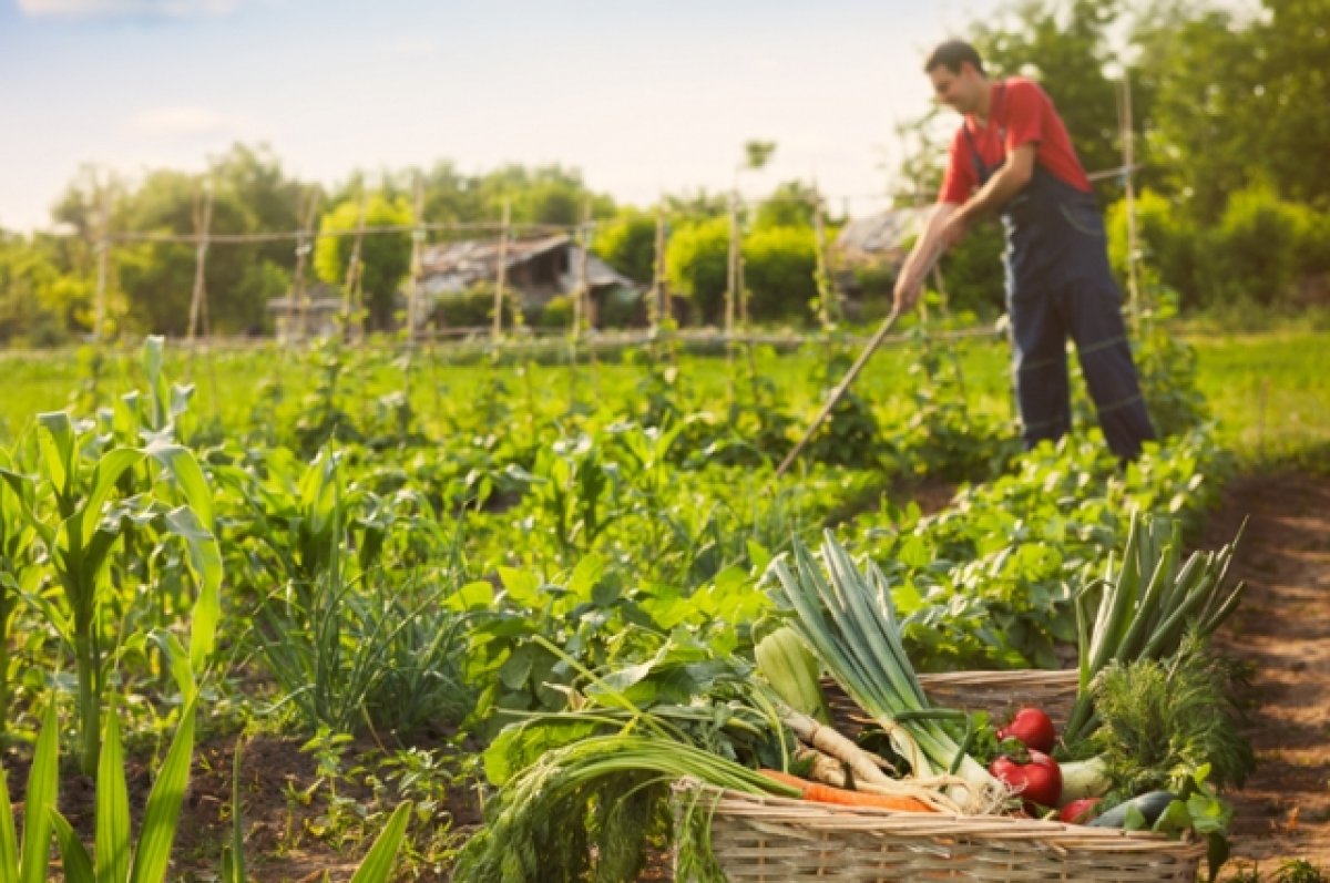 Russian agriculture