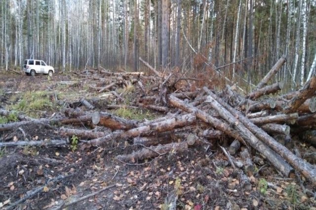 За вырубку деревьев на имущество обвиняемого стоимостью 136 млн рублей наложен арест. 