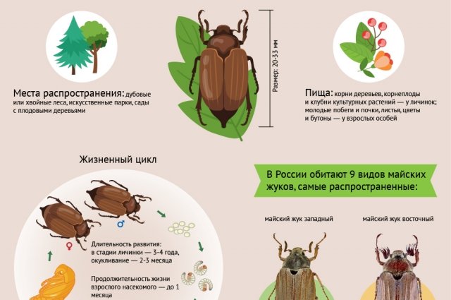 Основные методы защиты от малинного жука