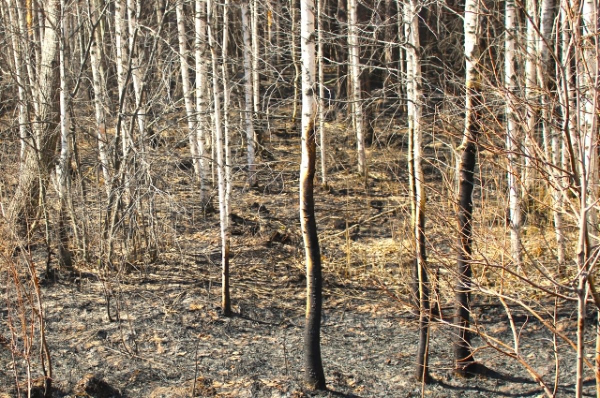 В Брянской области ввели особый противопожарный режим в лесах