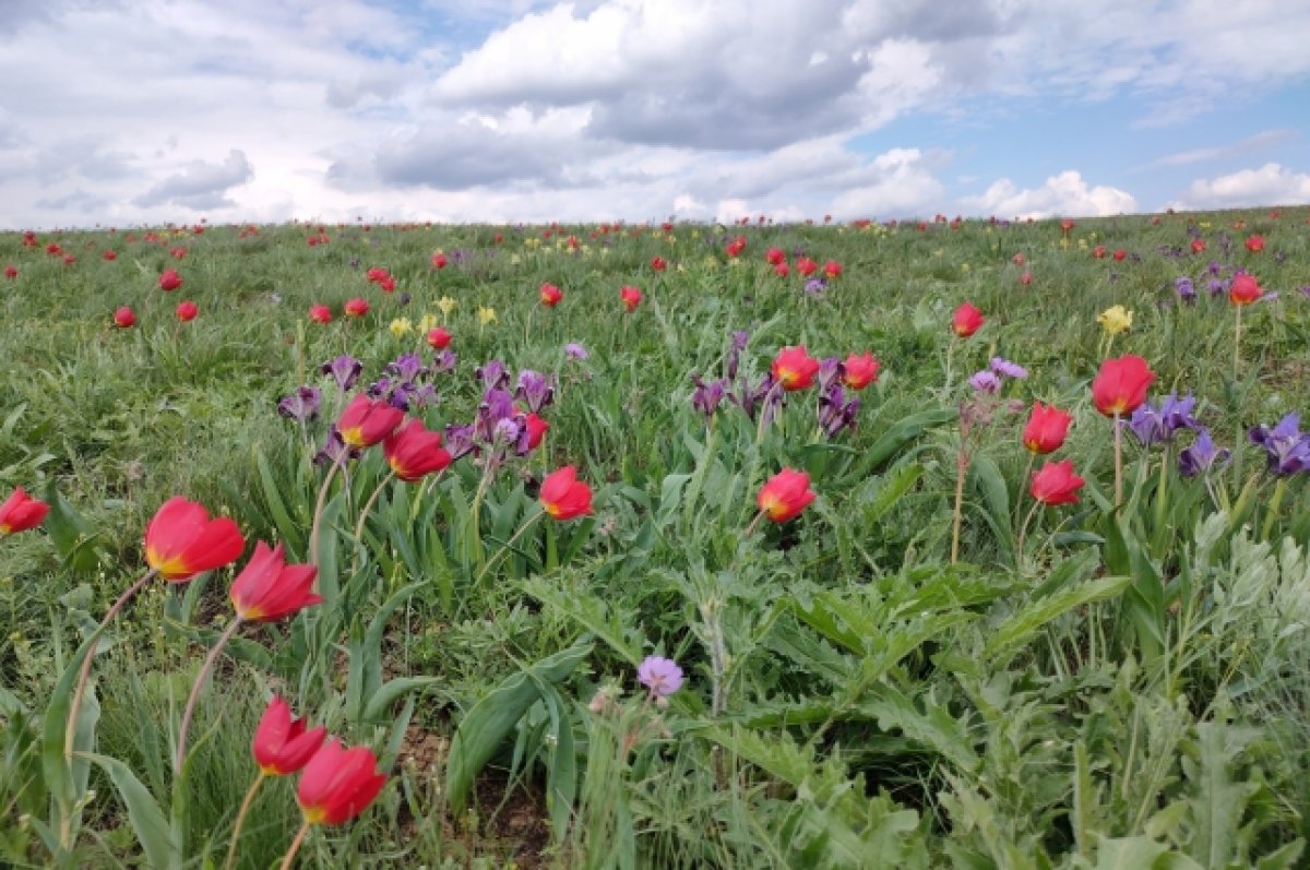 В Алтайском крае создан новый природный заказник «Рубцовская степь»