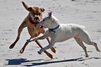 Стаи бродячих собак продолжают пугать оренбуржцев