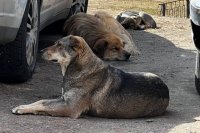 В Орске живых бездомных собак закопали под бетонными плитами.