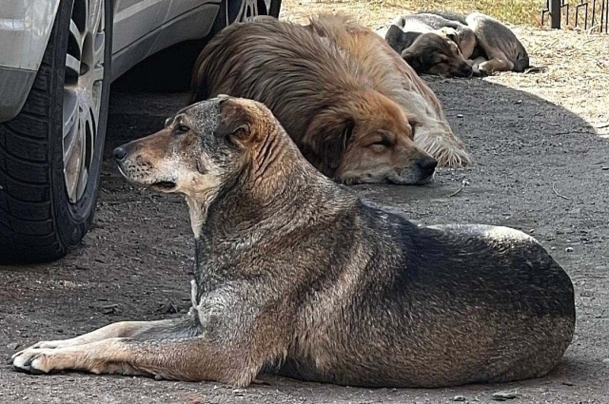 В Таганроге назвали 250 мест, куда нельзя выпускать бездомных животных