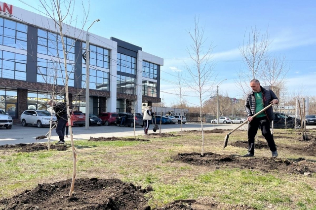 На улице Аносова в Барнауле появилась березовая роща | АиФ Барнаул