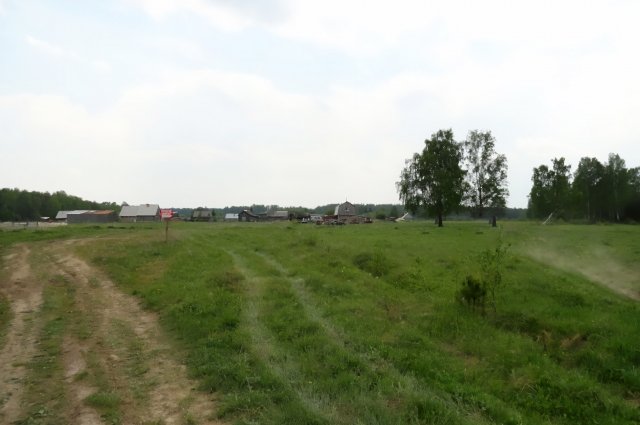 Ближайшие соседи посёлка Газета – обитатели окрестных лесов.
