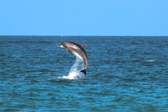 Видео: у берегов Балаклавы заметили стадо резвящихся дельфинов.