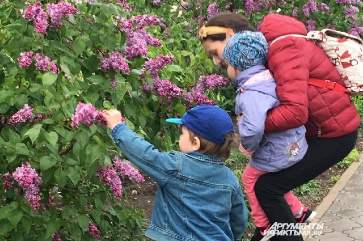 В ботаническом саду Ростова водят экскурсии по сиренгариям