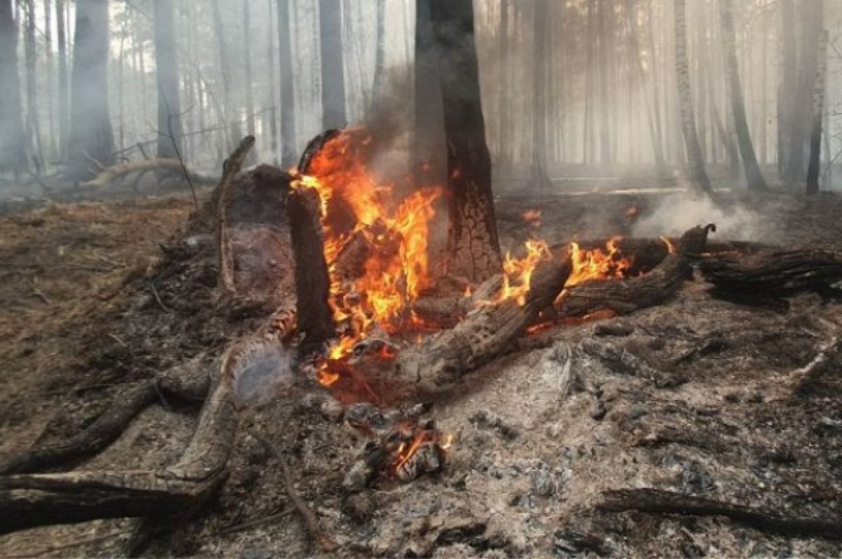 В Свердловской области площадь лесных пожаров увеличилась до 54,1 тыс. га