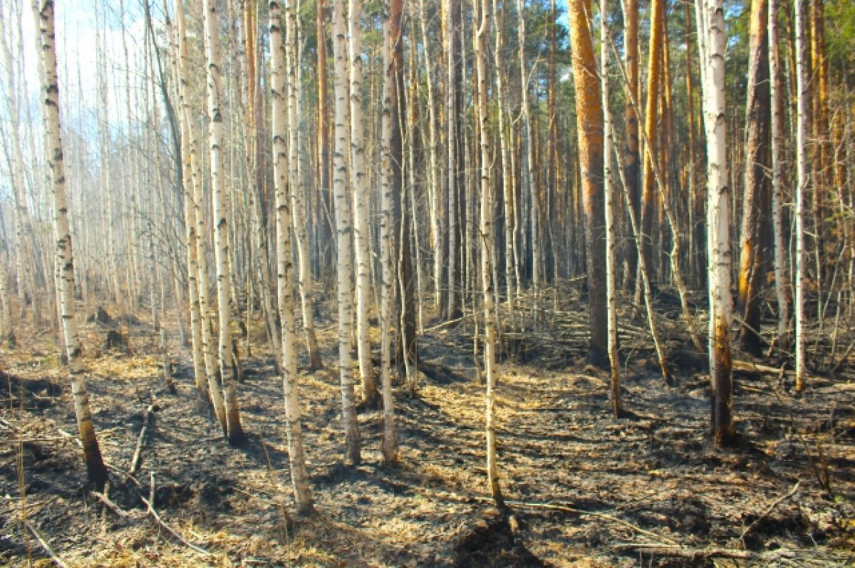 166 пожаров за сутки произошло в Алтайском крае