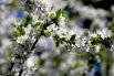 Если же хочется непременно увидеть цветение по-японски, то в Екатеринбурге есть цветущие и вишни, и сливы. Их немного, они белые, но это самая настоящая сакура.
