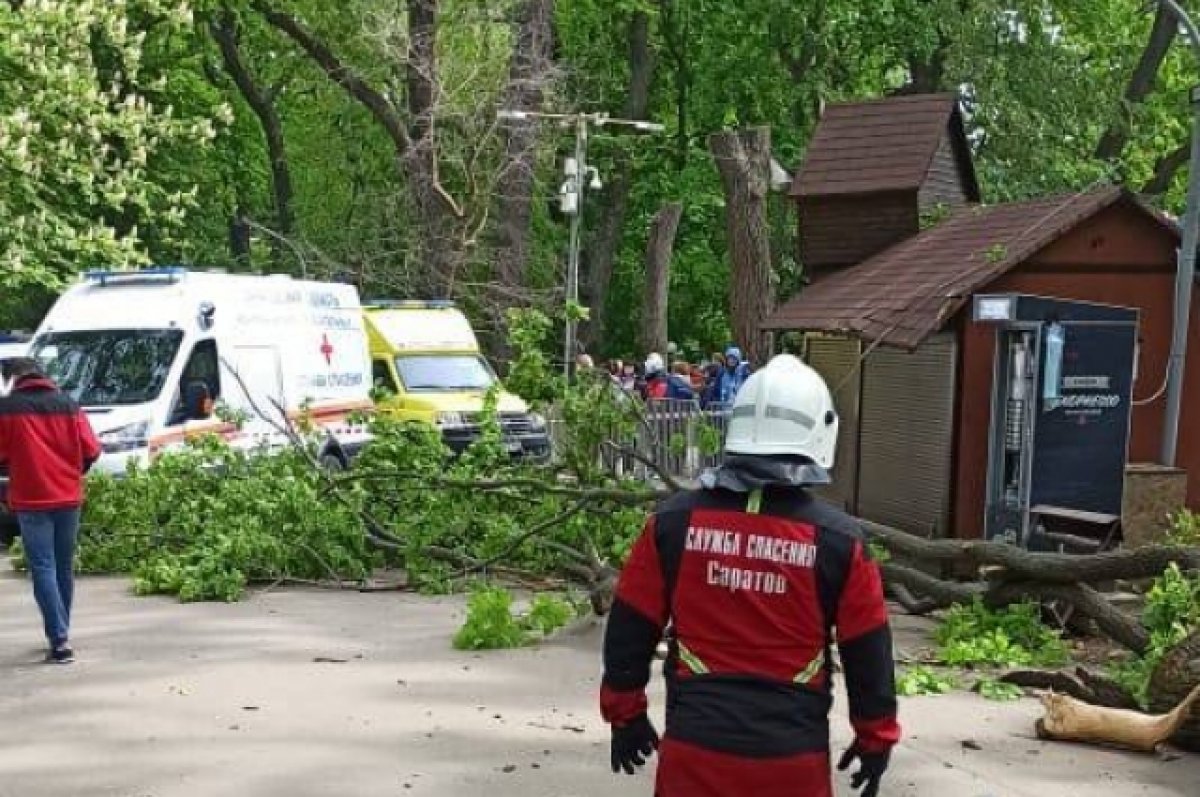 Упало дерево в парке. В городском парке.