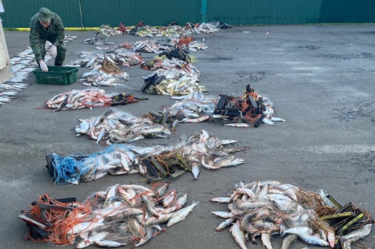 Под Ростовом задержали браконьеров с краснокнижной рыбой на 6 млн рублей