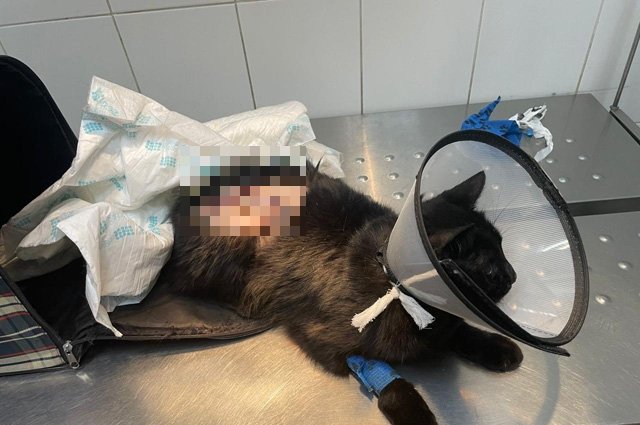 Кот, которого спасла зоовлонтёр Надежда.