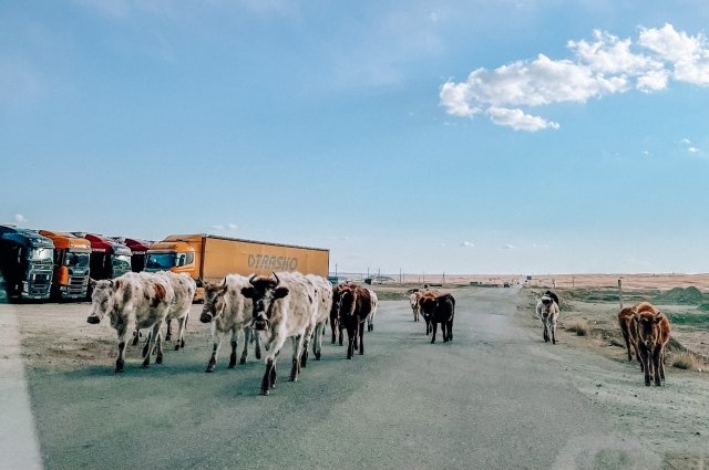 На въезде в Монголию из пограничного пункта в Кяхте. 