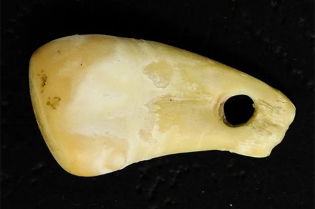 Подвеска из клыка оленя — была найдена в знаменитой Денисовой пещере на Алтае.