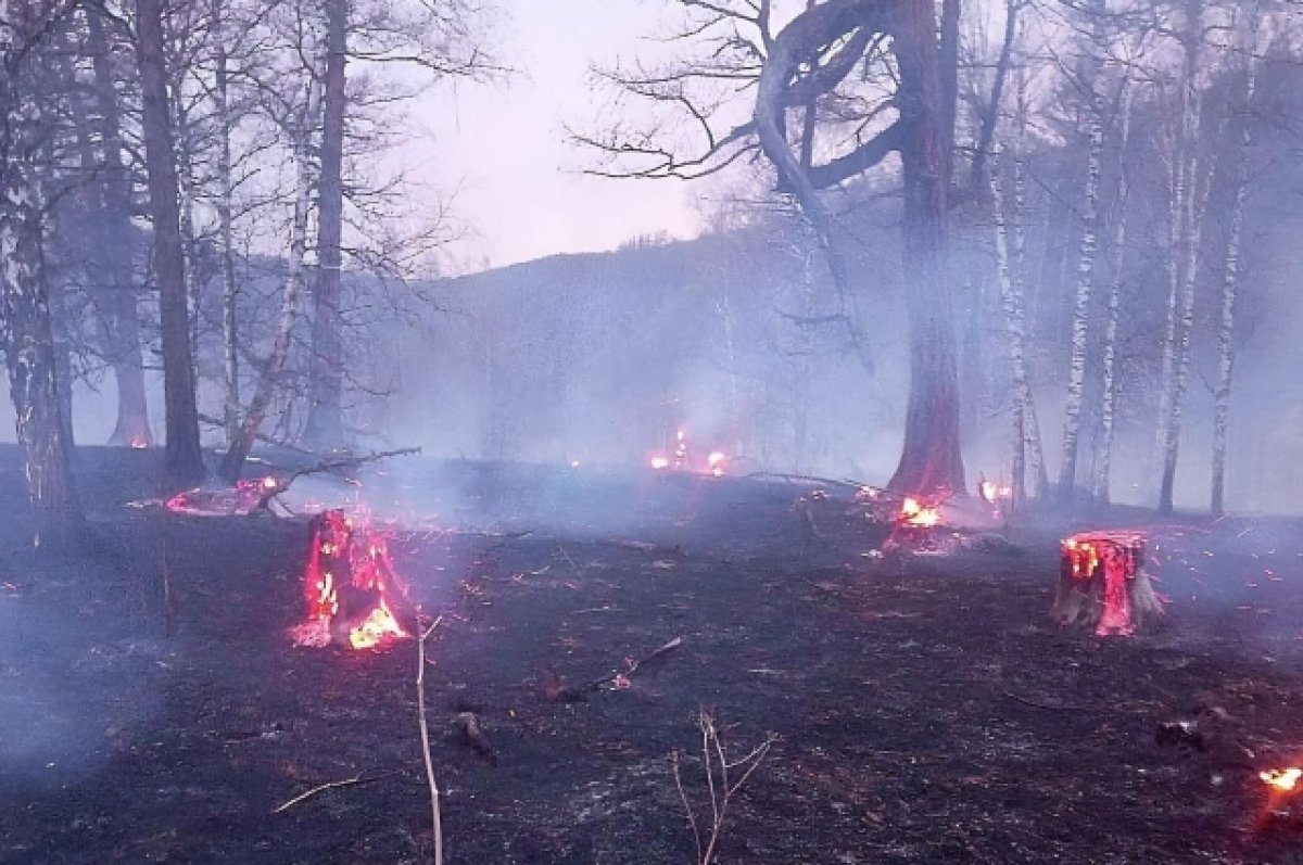 На Алтае из-за ландшафтного пожара едва не сгорела животноводческая стоянка