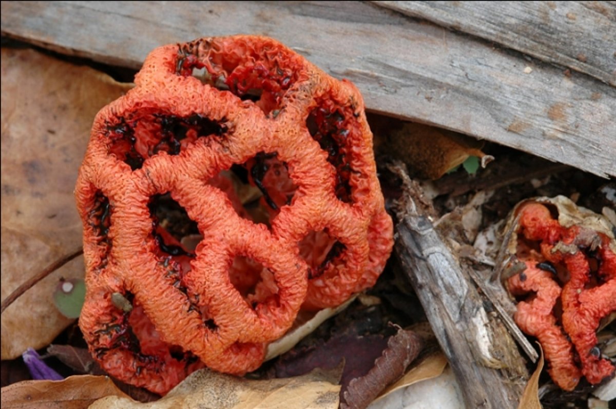 Под Сочи активно разрастается краснокнижный ядовитый гриб