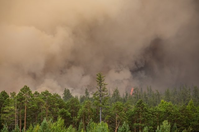 В прошлом году пожары нанесли ущерб лесному хозяйству на 2,5 млрд рублей.