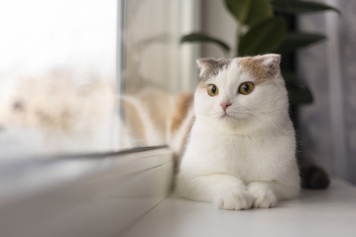 Пять признаков того, что ваш кот счастлив и удовлетворён | ОБЩЕСТВО | АиФ  Новосибирск