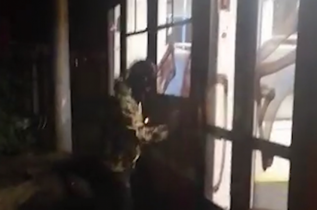 В Таганроге задержали одного из вандалов, разрисовавших трамвай