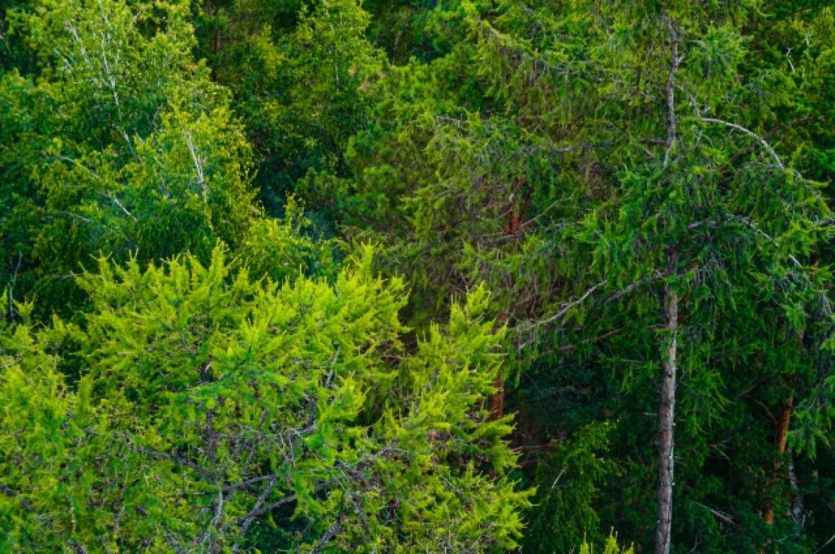 На Алтае ограничат доступ в леса из-за уничтожения шелкопряда