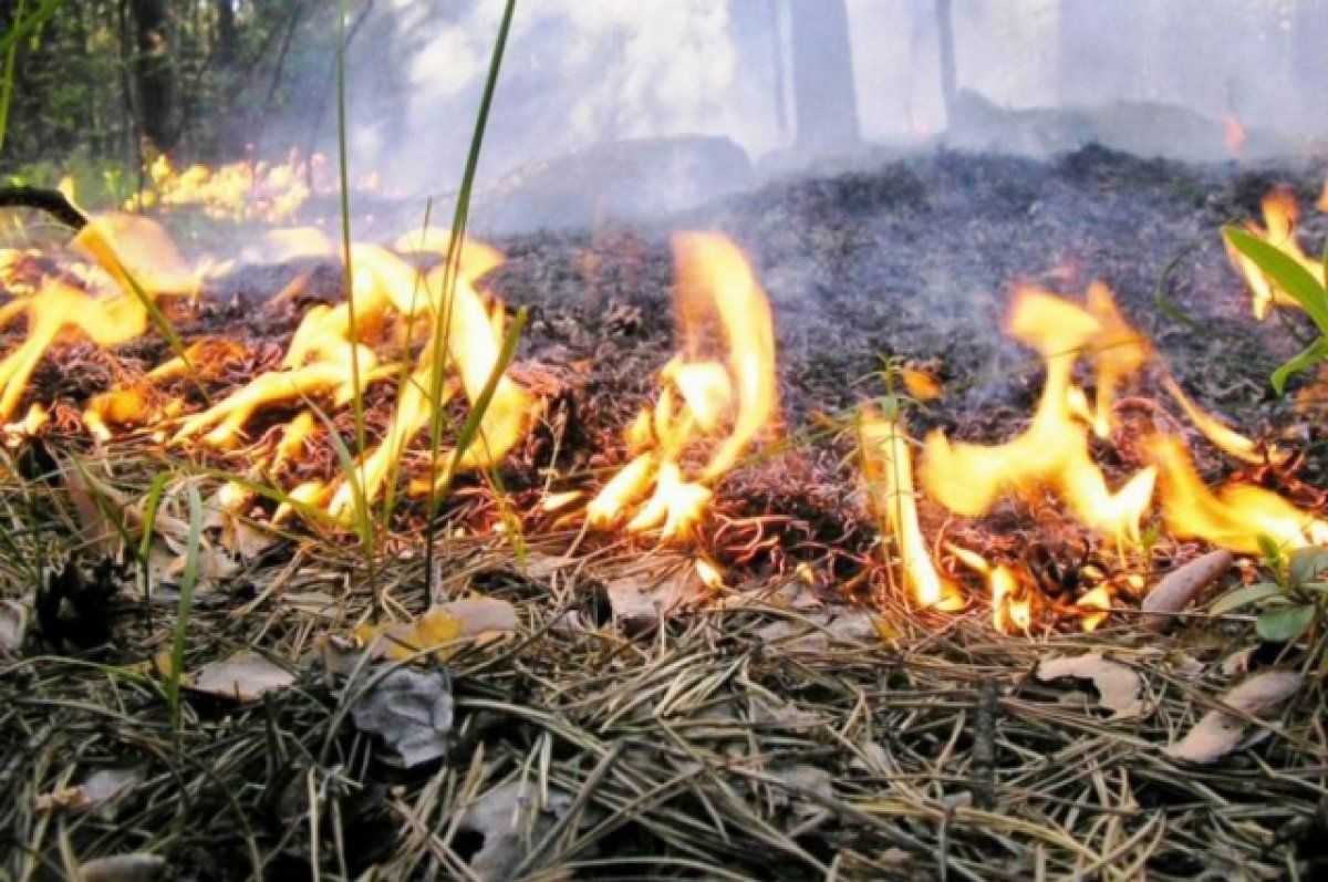 Пять нежилых домов сгорели в алтайском селе