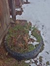 Снег и зеленая трава - нормальная картина для Сибири? 