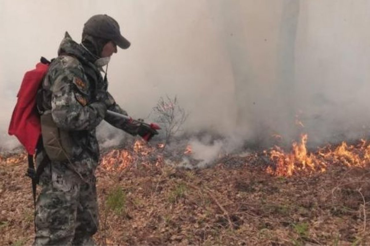 Глава Рослесхоза: пик весенних лесных пожаров пройден