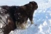 Теленка овцебыка возле мертвой матери нашли на севере Красноярского края вахтовики.