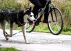 Хаски (а также самоеды и маламуты) при желании отлично показывают себя в дисциплине байкджоринг (человек едет на велосипеде, собака, если хочет - тянет, если не хочет - просто гуляет рядом)...