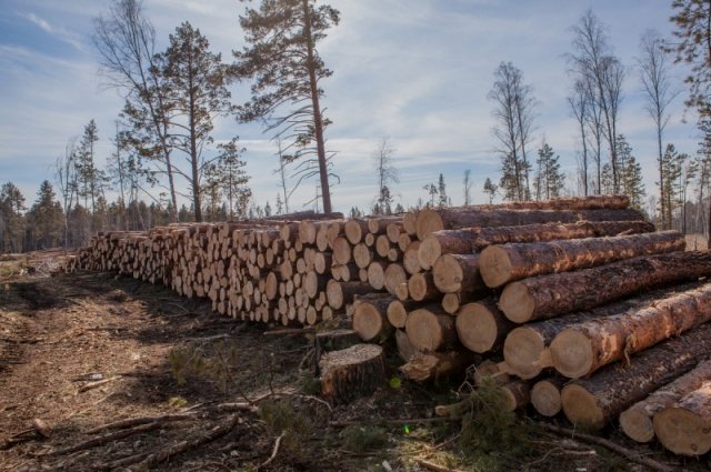 Общий объём незаконно заготовленной древесины превысил 130 кубометров.