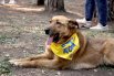 Но не у всех собак есть свой человек. 21 мая фонд «Зоозащита» открыл серию фестивалей «Дорога домой», чтобы знакомить подопечных с горожанами.